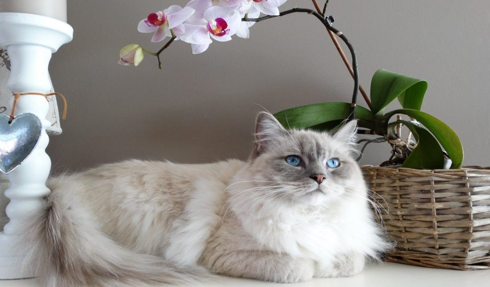 How Much Does it Cost to Own a Cat? The Exeter Daily